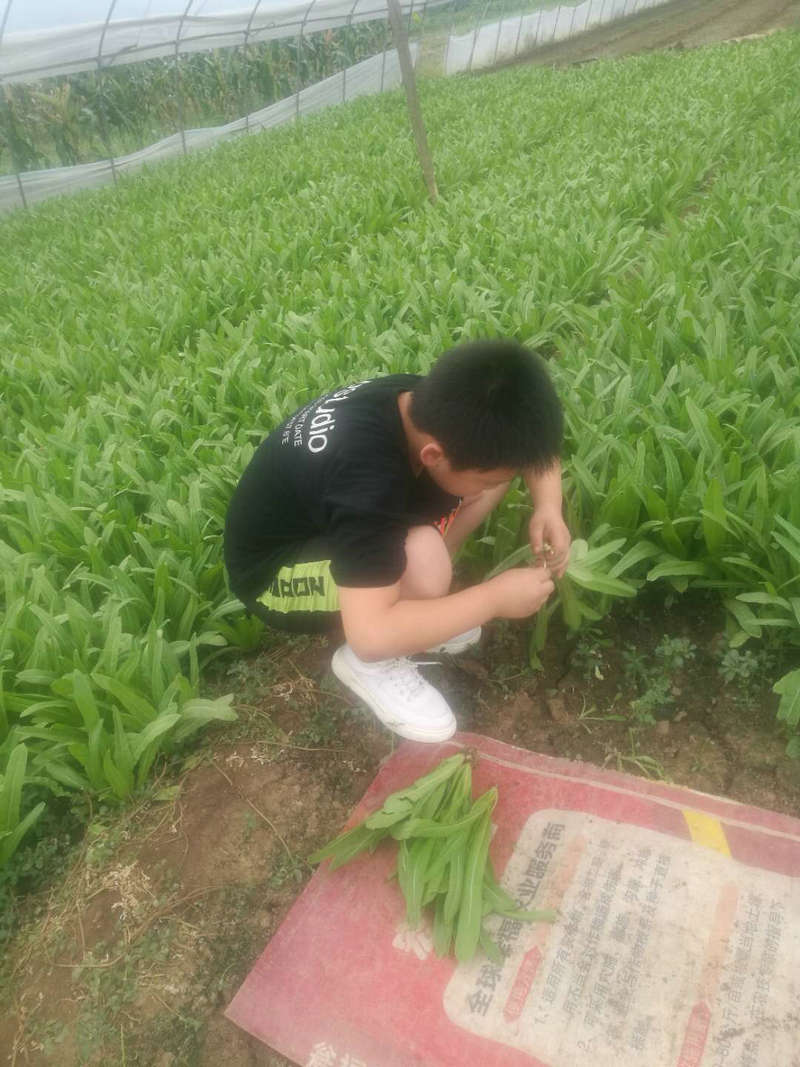 1597581435401729.jpeg 图三.jpg